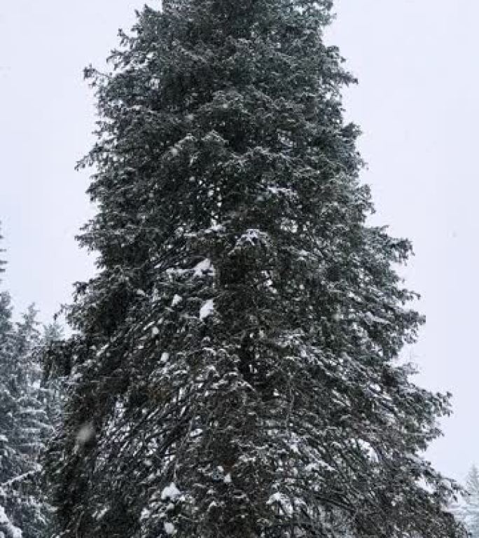 大雪中的云杉树下雪素材实拍