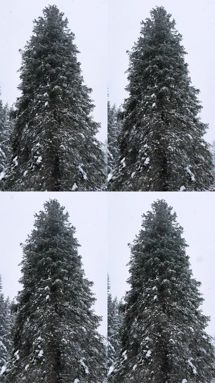 大雪中的云杉树下雪素材实拍