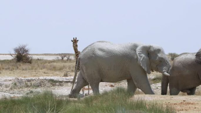 非洲纳米比亚阳光明媚的沙漠中的MS大象和长颈鹿