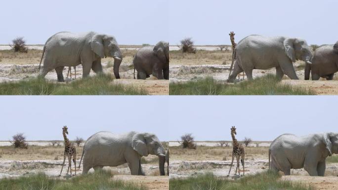 非洲纳米比亚阳光明媚的沙漠中的MS大象和长颈鹿
