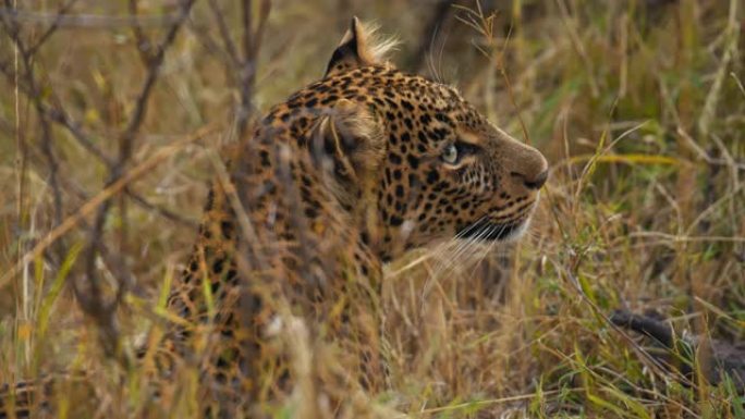 慢动作发现的豹子在野生动物保护区的草地上躺着并移开