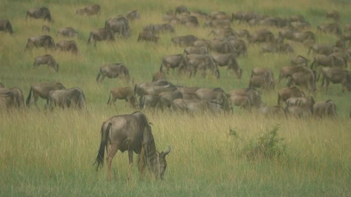 非洲野生动物园中的大牛羚迁徙