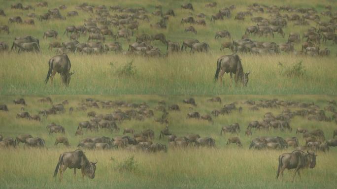 非洲野生动物园中的大牛羚迁徙