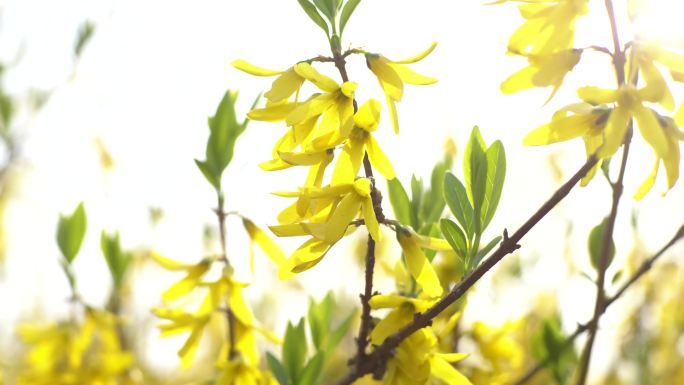 迎春花 春分 春天 春的味道 绿芽 黄花