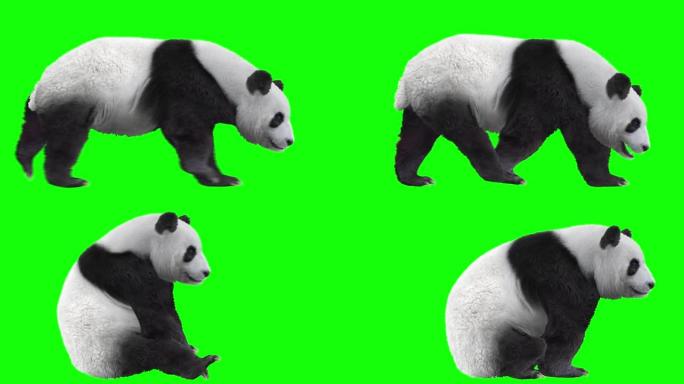 熊猫熊循环步态绿幕抠像通道素材坐着休息