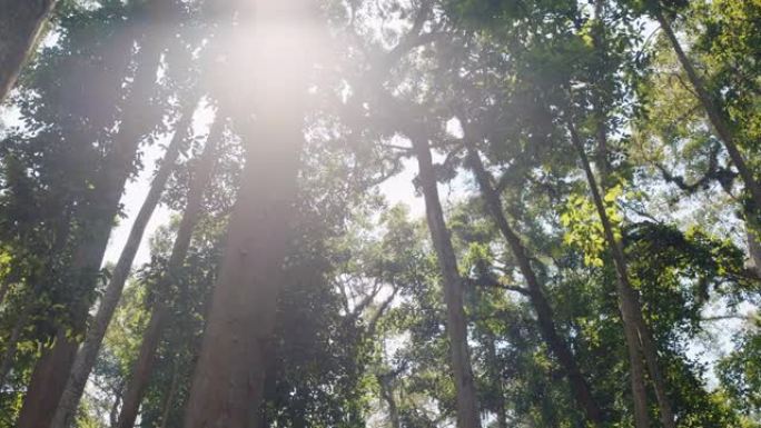 美丽的森林树木与阳光照耀灿烂的阳光照耀自然环境保护