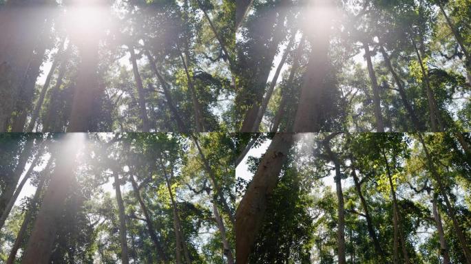 美丽的森林树木与阳光照耀灿烂的阳光照耀自然环境保护