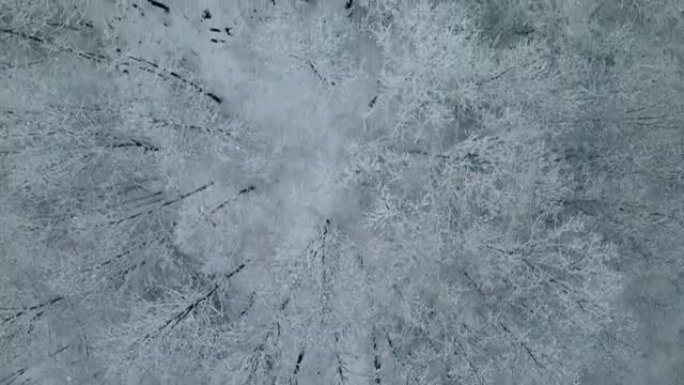 雪林树顶鸟瞰图林海雪原冰天雪地航拍俯拍