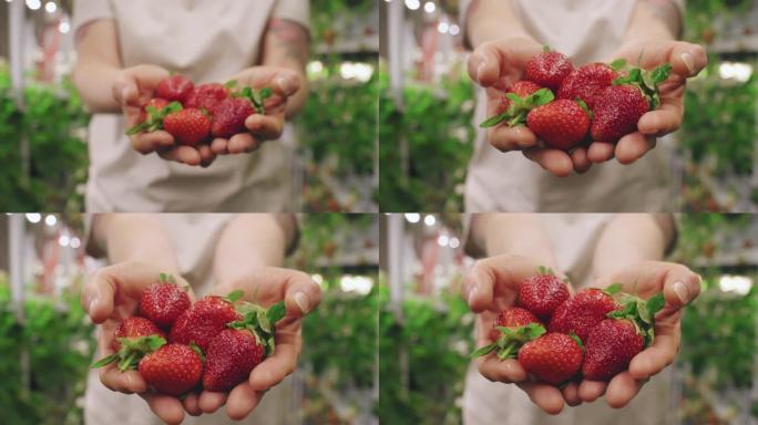 女人拿着几把草莓