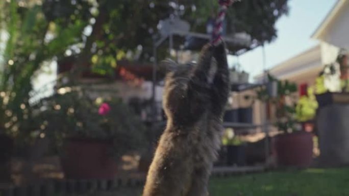 4k视频片段，一只可爱的猫在家里的花园里玩一根绳子