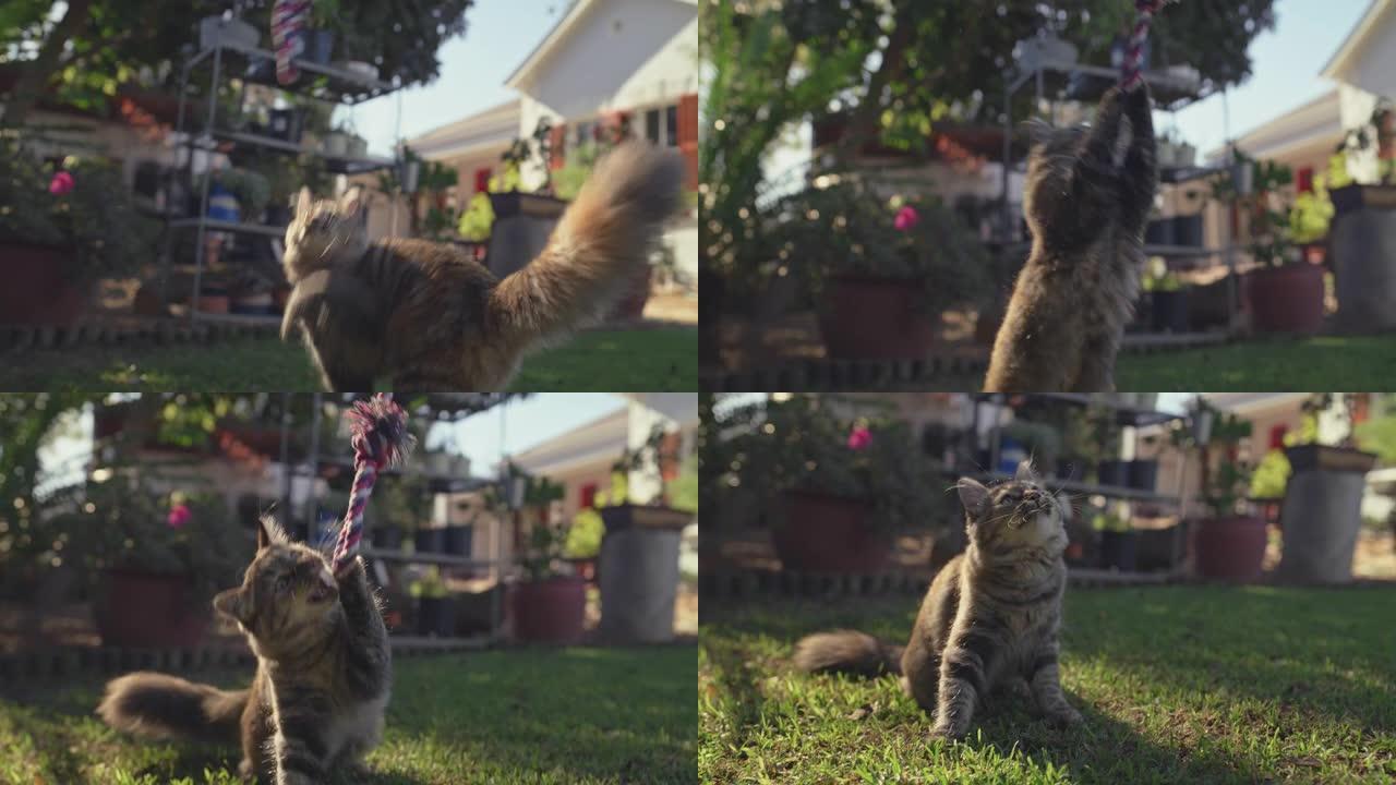 4k视频片段，一只可爱的猫在家里的花园里玩一根绳子