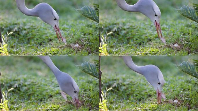 美丽壮丽的蓝鹤特写寻找草丛中的昆虫，濒危物种，南非的国鸟