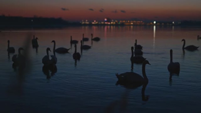 漂浮在湖上的天鹅剪影夜景傍晚蓝调湖面水面