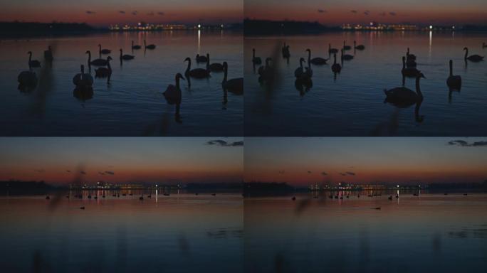 漂浮在湖上的天鹅剪影夜景傍晚蓝调湖面水面