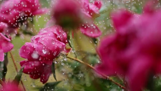 时间扭曲
大雨中的花朵