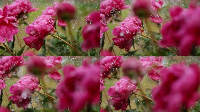 时间扭曲
大雨中的花朵
