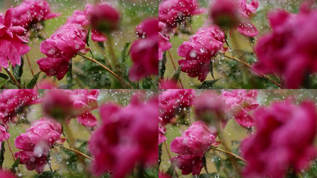 时间扭曲
大雨中的花朵