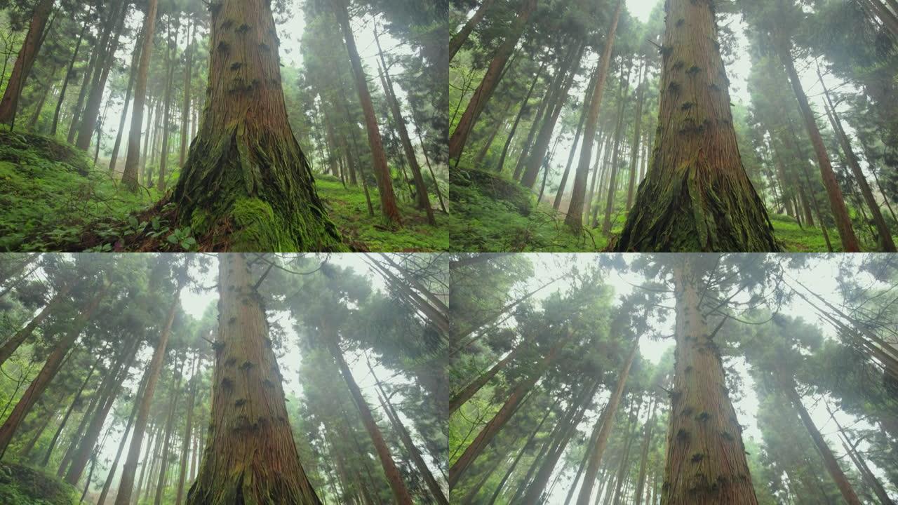 森林树木的低角度视图