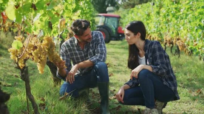 快乐成功的农民或酿酒师的真实照片正在葡萄园的葡萄酒收获季节采摘之前，在葡萄藤上检查成熟的葡萄串，以进