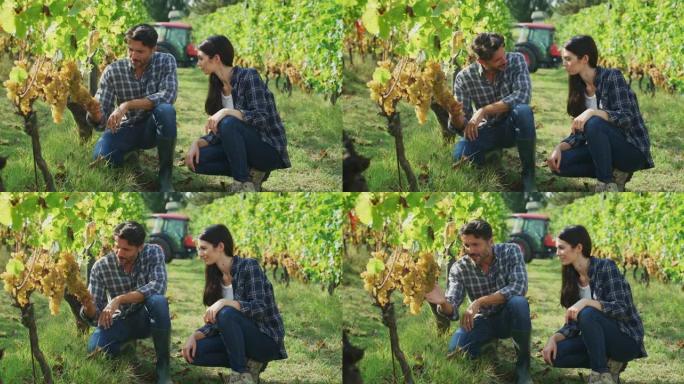 快乐成功的农民或酿酒师的真实照片正在葡萄园的葡萄酒收获季节采摘之前，在葡萄藤上检查成熟的葡萄串，以进