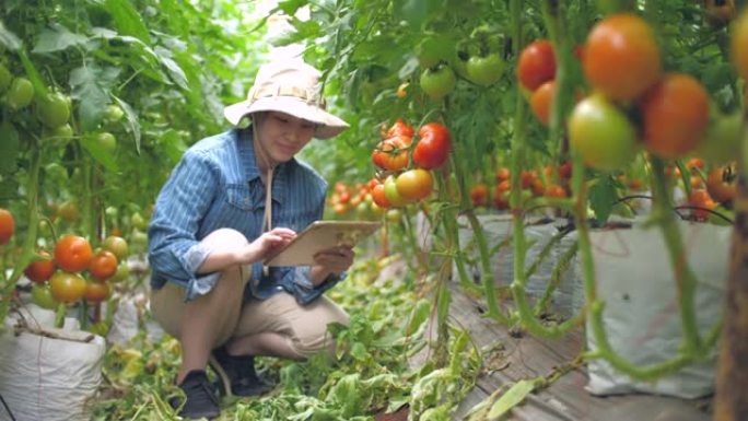 在番茄农场用数字平板电脑分析番茄的女农民