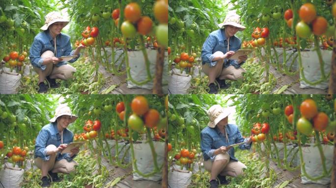 在番茄农场用数字平板电脑分析番茄的女农民
