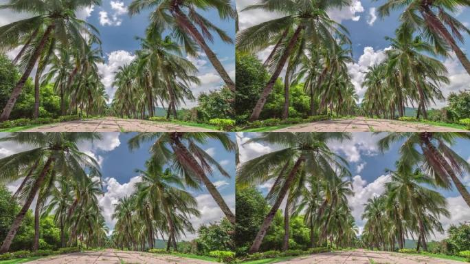 椰子树之路沿海城市穿云延时