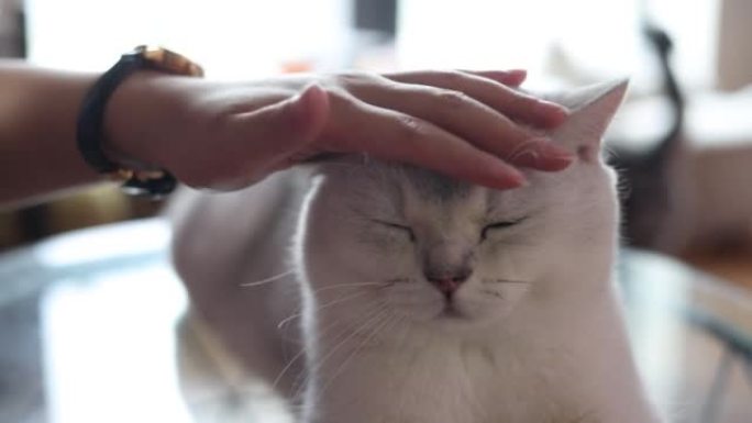 女人手抚摸猫撸猫休闲时光摸猫的头
