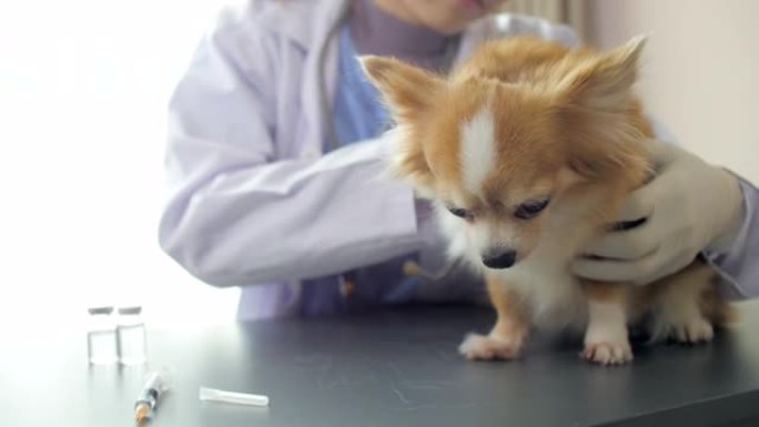 兽医医生正在准备疫苗