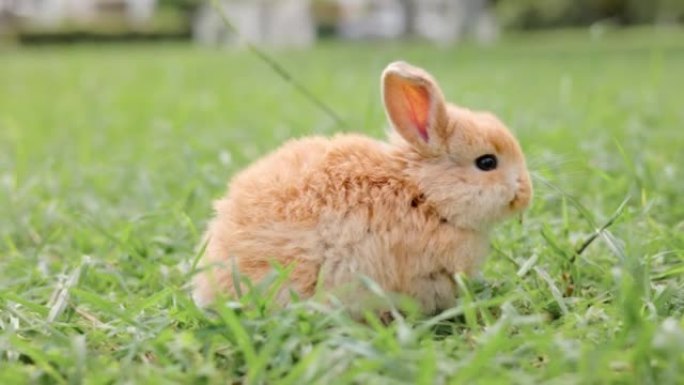 草地上的小肋骨。兔子特写兔子吃草野生兔子