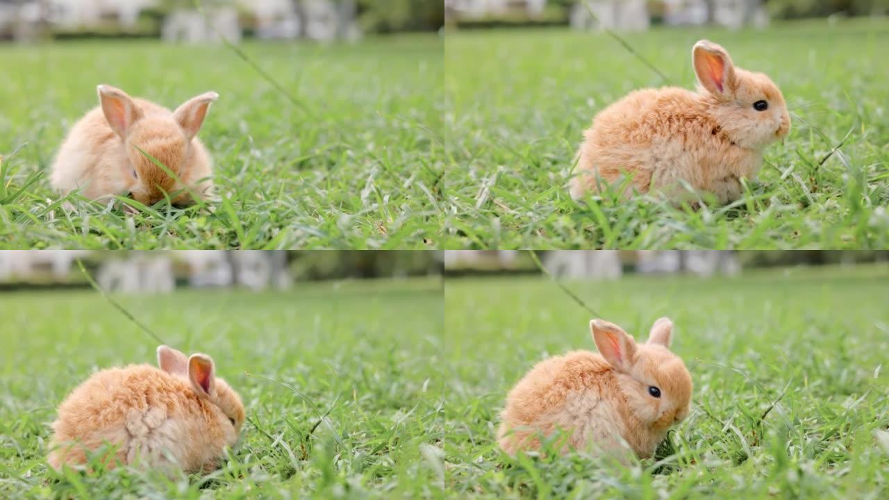草地上的小肋骨。兔子特写兔子吃草野生兔子