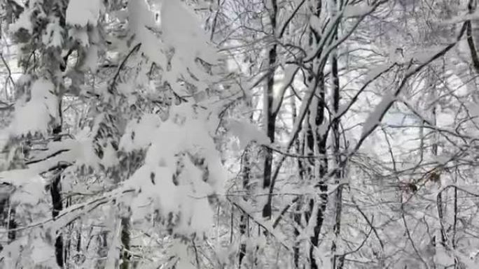 镜头耀斑: 冬天的阳光透过白雪皑皑的森林裸露的树梢窥视。