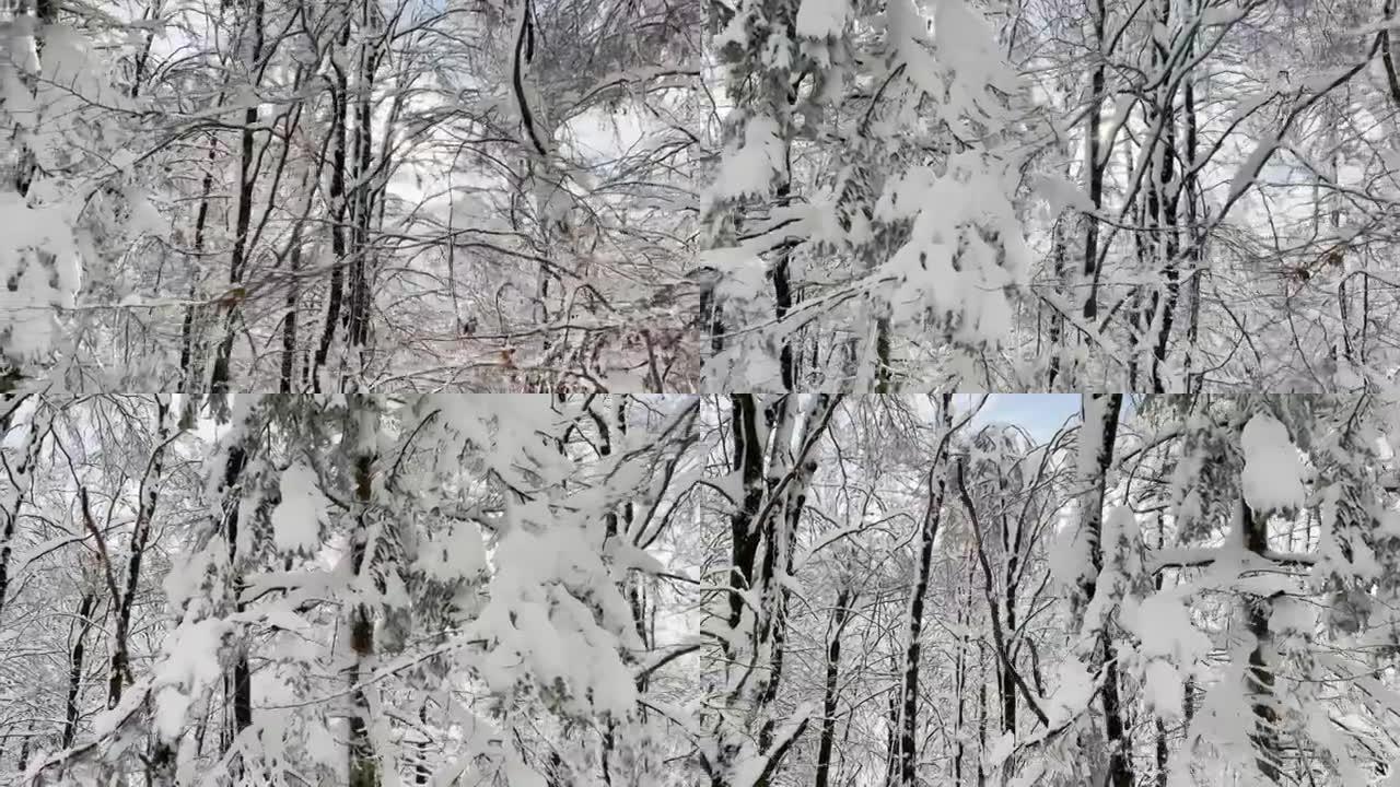 镜头耀斑: 冬天的阳光透过白雪皑皑的森林裸露的树梢窥视。