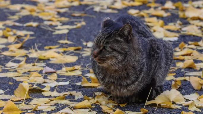 小野猫在满是银杏叶的街道上休息