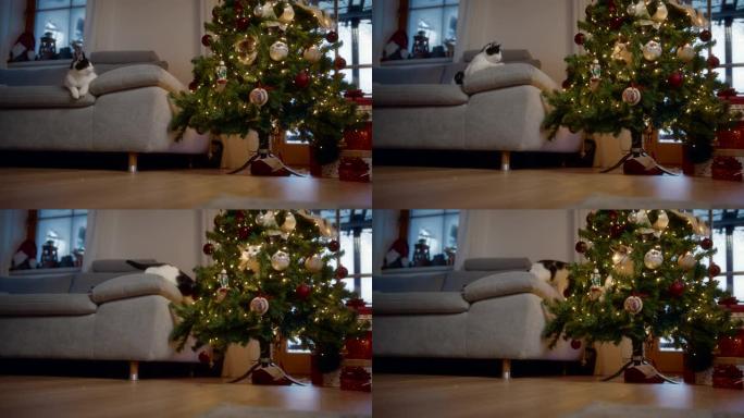猫玩装饰圣诞树节装饰物效果