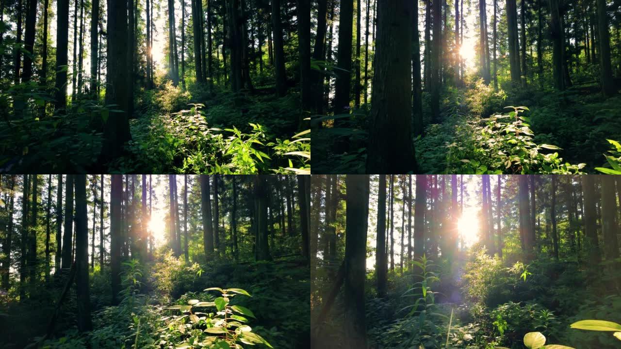 阳光穿过森林中的树林