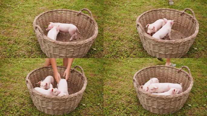 一个无法识别的人的手持慢动作将小猪放入木篮中