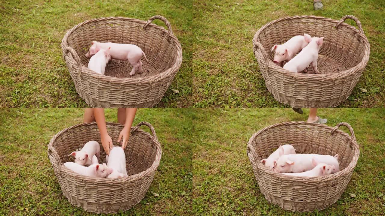 一个无法识别的人的手持慢动作将小猪放入木篮中