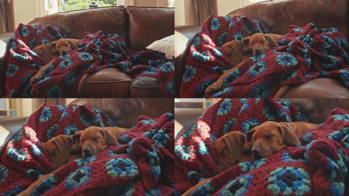 两只可爱的脊背小狗睡在家里的毯子上的4k视频片段