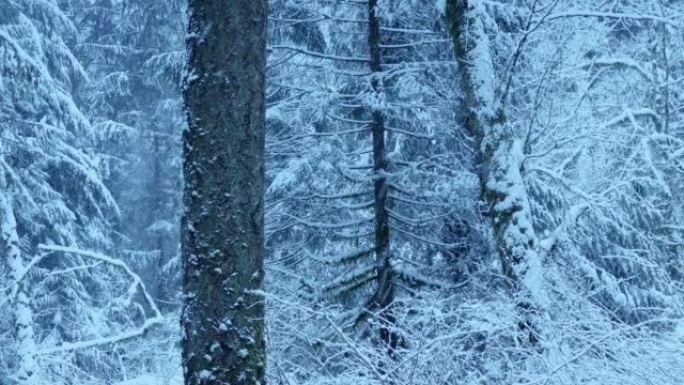 冬天积雪覆盖的森林