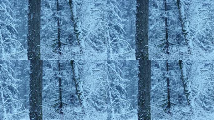 冬天积雪覆盖的森林