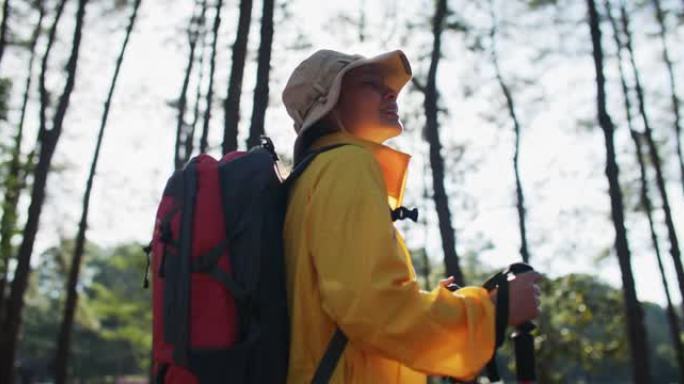 带背包和登山杖的游客徒步旅行者在松树林中徒步旅行