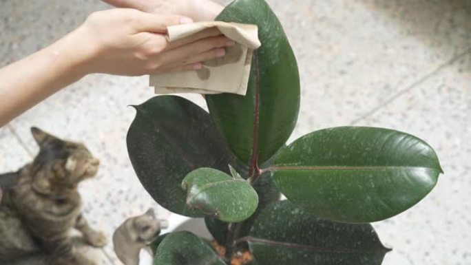 用猫穿越场景清洁榕树 (橡胶植物) 叶子