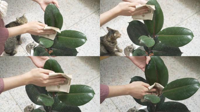 用猫穿越场景清洁榕树 (橡胶植物) 叶子