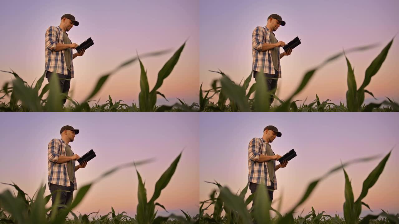 SLO MO农民在黄昏的玉米地里使用数字平板电脑