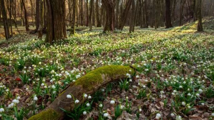 运动T/L阳光照射在充满春天雪花花朵的林间空地上