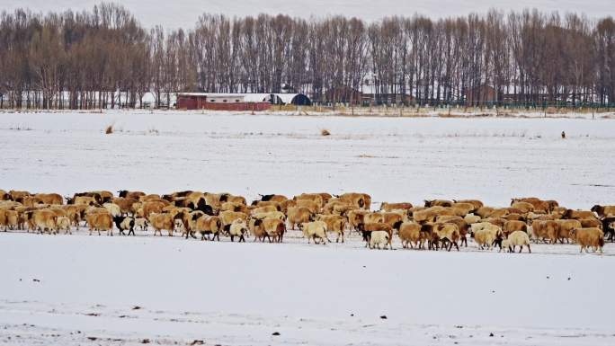 4k冬季草原上的羊群