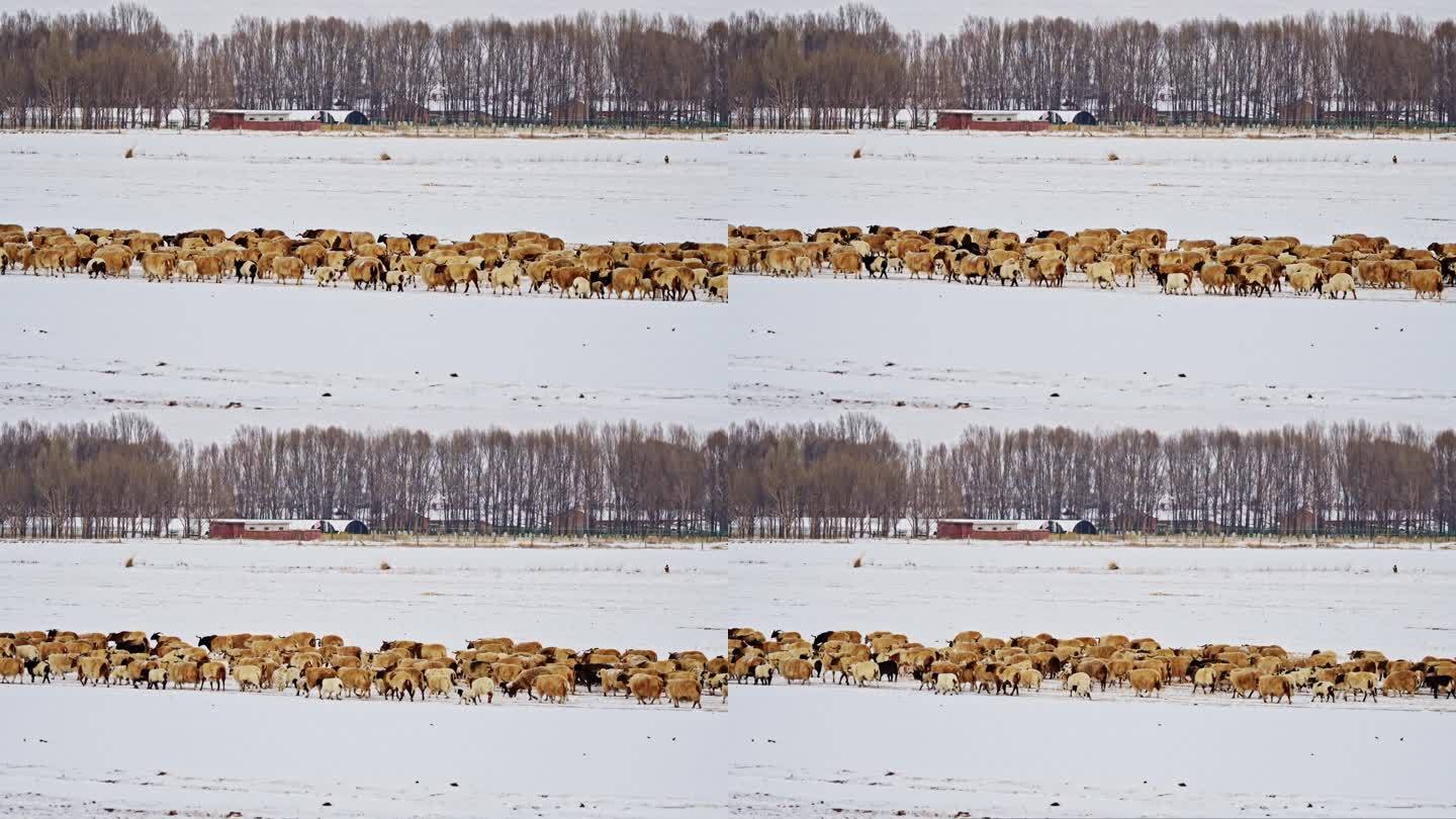 4k冬季草原上的羊群