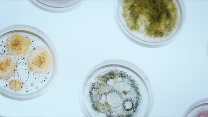 带彩色真菌霉菌的小培养皿在发光的白色桌子上。摄像机将它们从一侧对角拍摄到另一侧