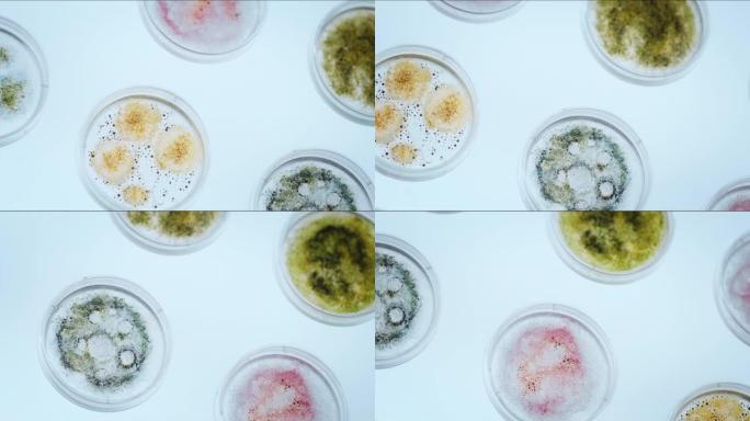 带彩色真菌霉菌的小培养皿在发光的白色桌子上。摄像机将它们从一侧对角拍摄到另一侧